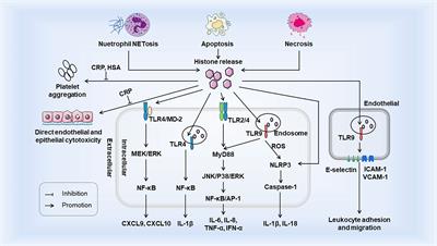 Histones: The critical players in innate immunity